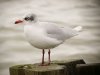 Mediterranean Gull at Southend Pier (Steve Arlow) (40076 bytes)